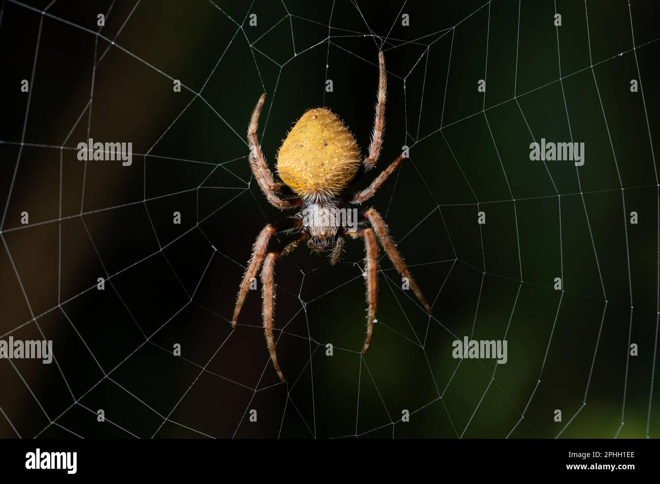Makro eines gelben Spinneninsekts auf einem unscharfen Netzhintergrund Stockfoto