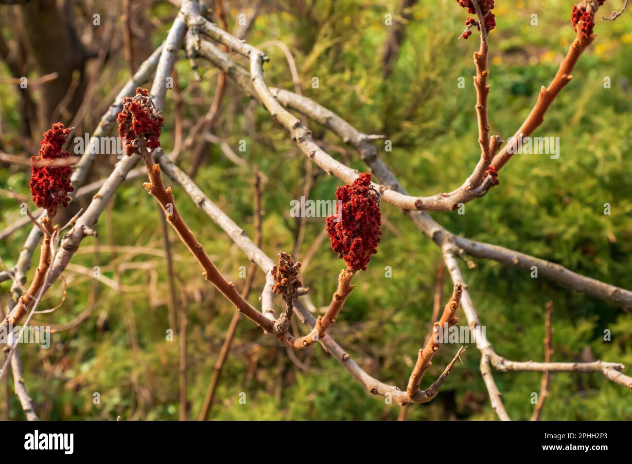 Zweige mit Knospen des Staghornsumpfs im Frühling im Garten. Stockfoto Zweige mit Knospen des Staghornsumpfs im Frühling im Garten. Stockfoto