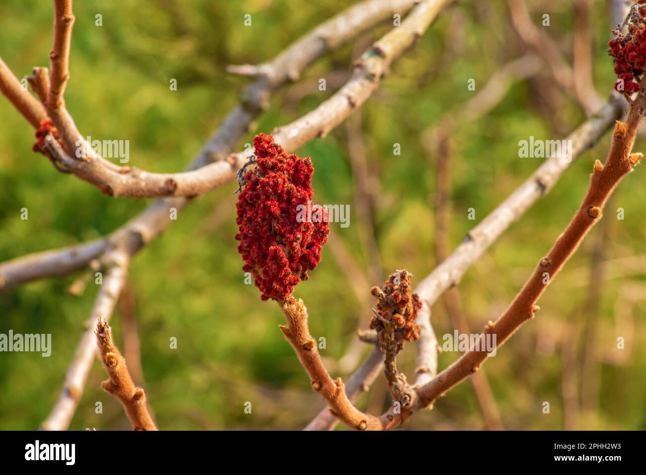 Zweige mit Knospen des Staghornsumpfs im Frühling im Garten. Stockfoto Zweige mit Knospen des Staghornsumpfs im Frühling im Garten. Stockfoto