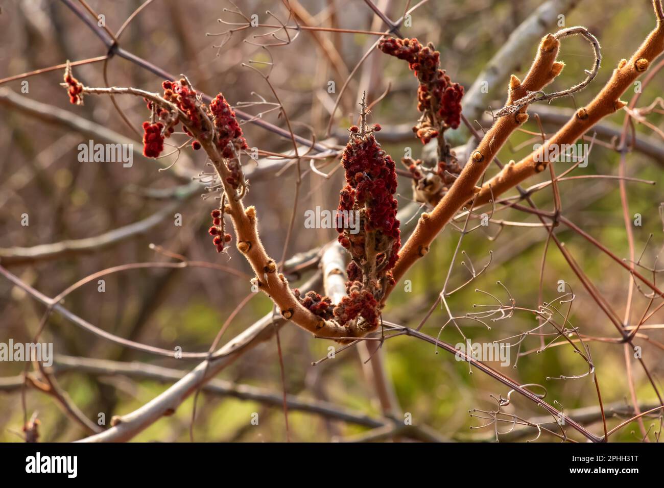 Zweige mit Knospen des Staghornsumpfs im Frühling im Garten. Stockfoto Zweige mit Knospen des Staghornsumpfs im Frühling im Garten. Stockfoto
