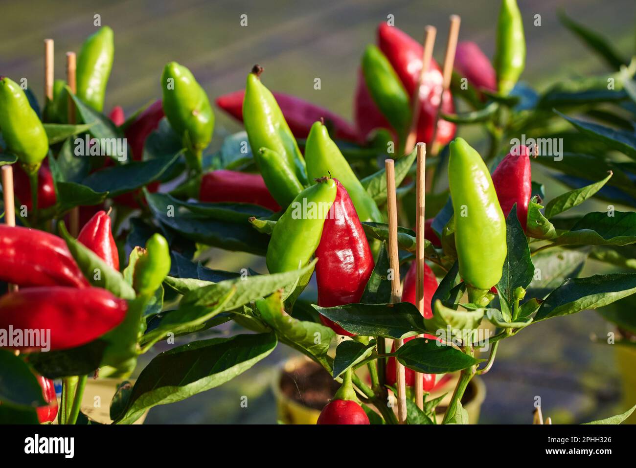 Paprika, Paprika oder Paprika Stockfoto