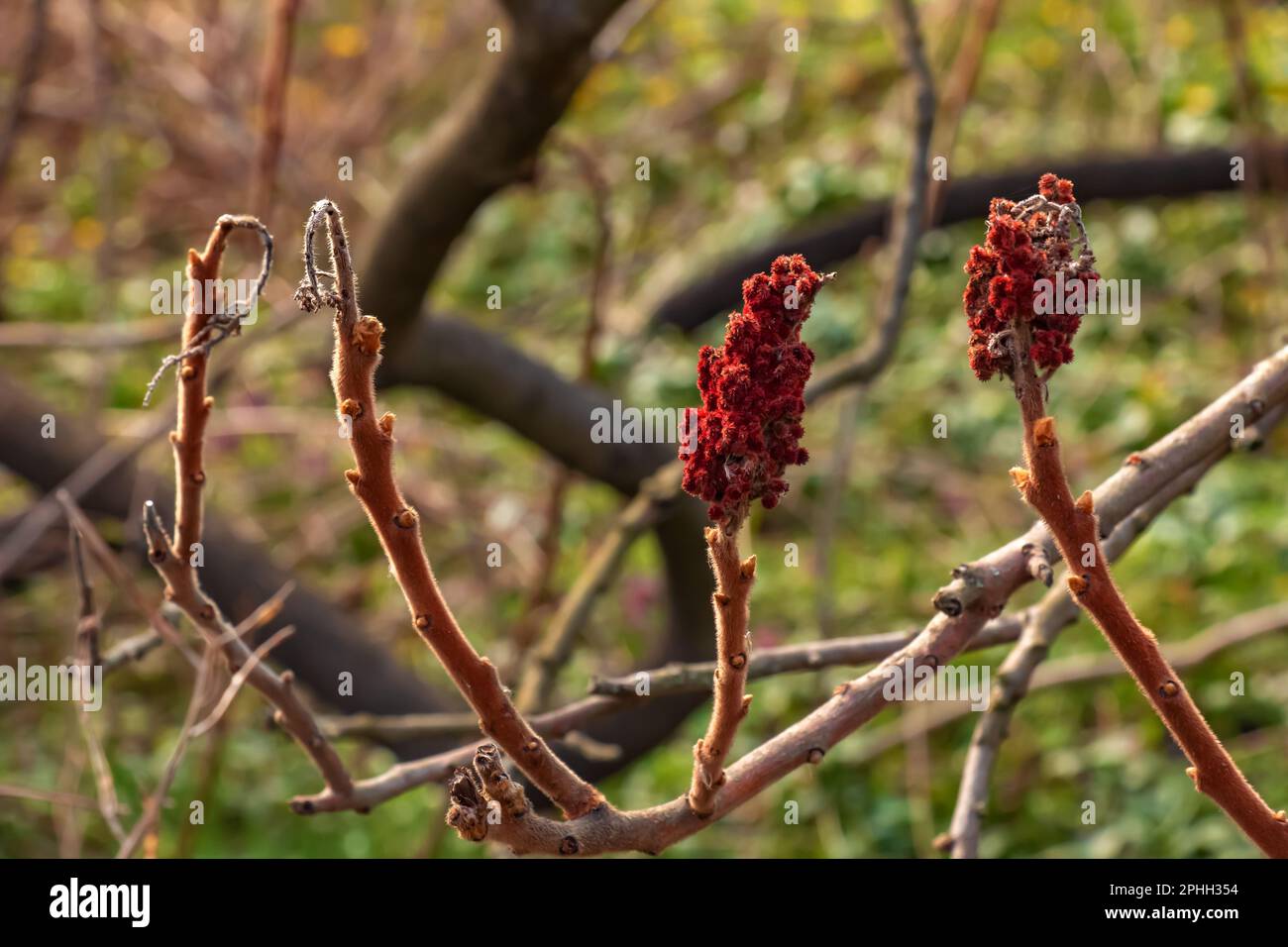 Zweige mit Knospen des Staghornsumpfs im Frühling im Garten. Stockfoto Zweige mit Knospen des Staghornsumpfs im Frühling im Garten. Stockfoto