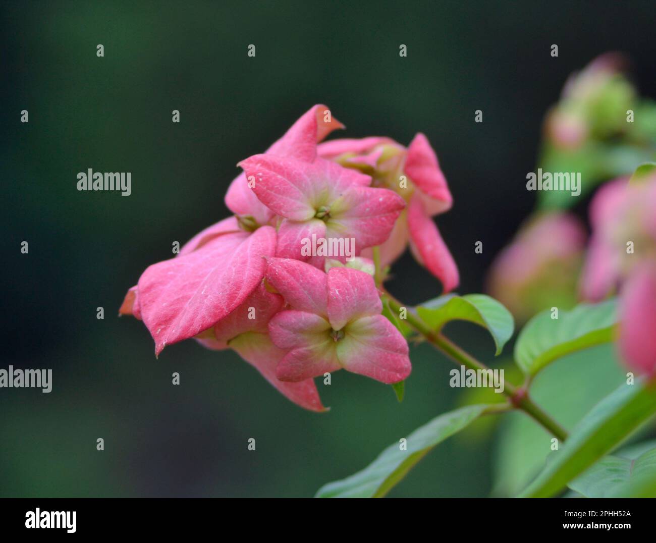 Berühmte Blumen von Bangladesch Stockfoto