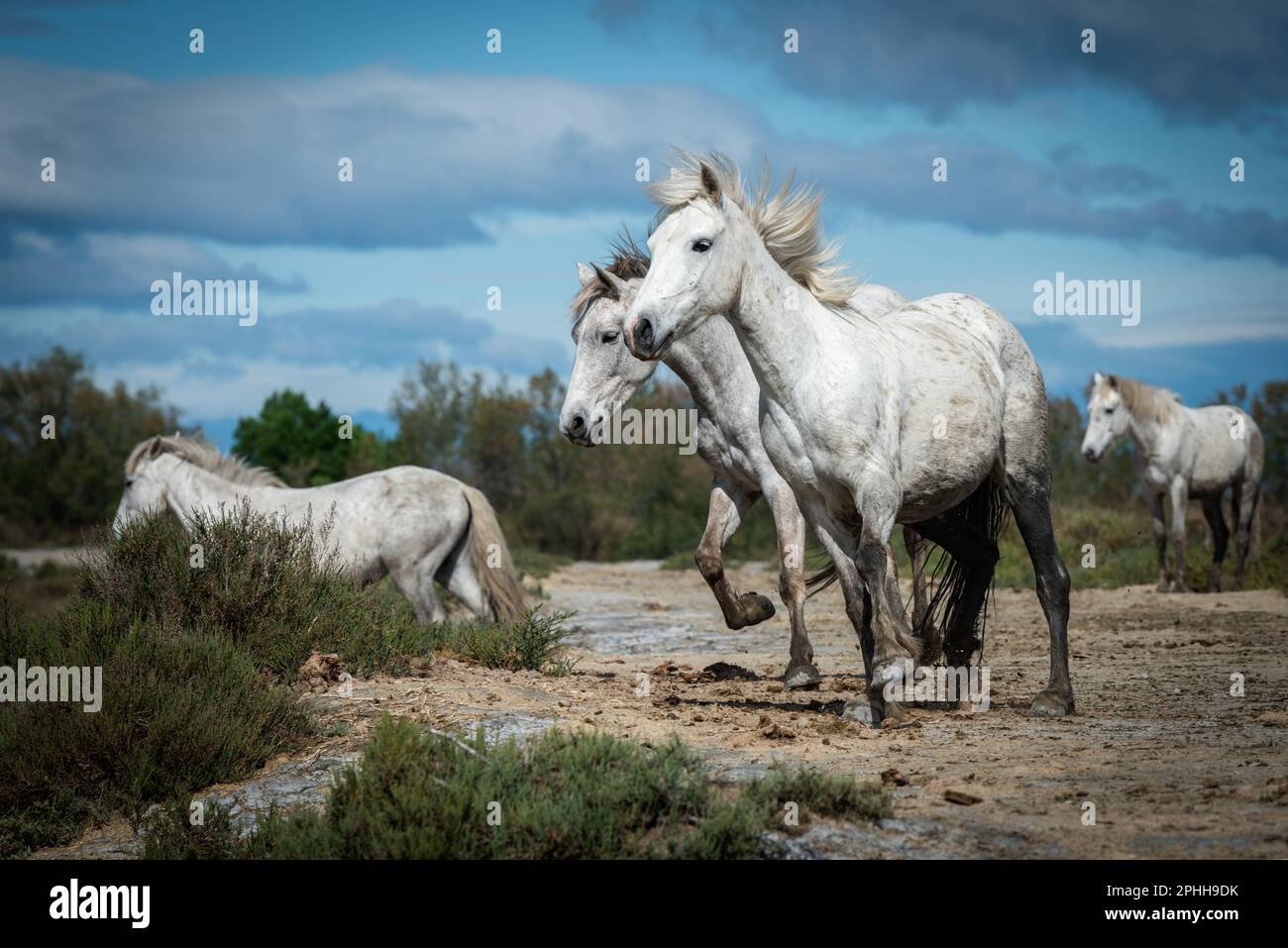 Weiße Pferde in der Camargue, Frankreich in der Nähe von Les Salins-les-Bains, Frankreich Stockfoto