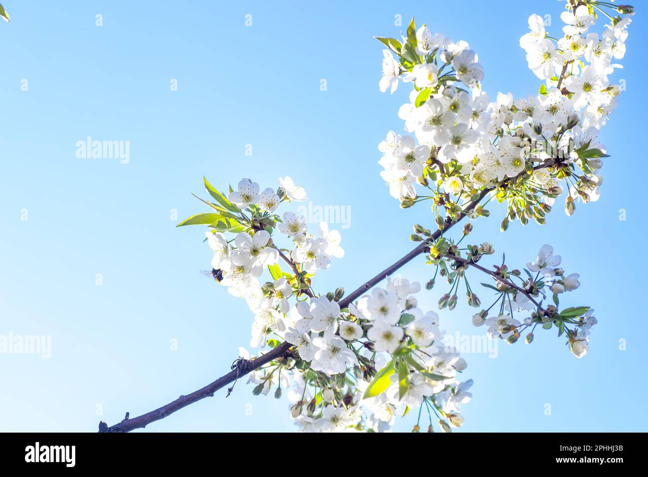 Der Frühling kommt. Kirschzweig mit Blumen, Symbol von Ende April, Anfang Mai. Weiße, zarte romantische Blumen am Himmel. Frühlingshintergrund. Happy E. Stockfoto