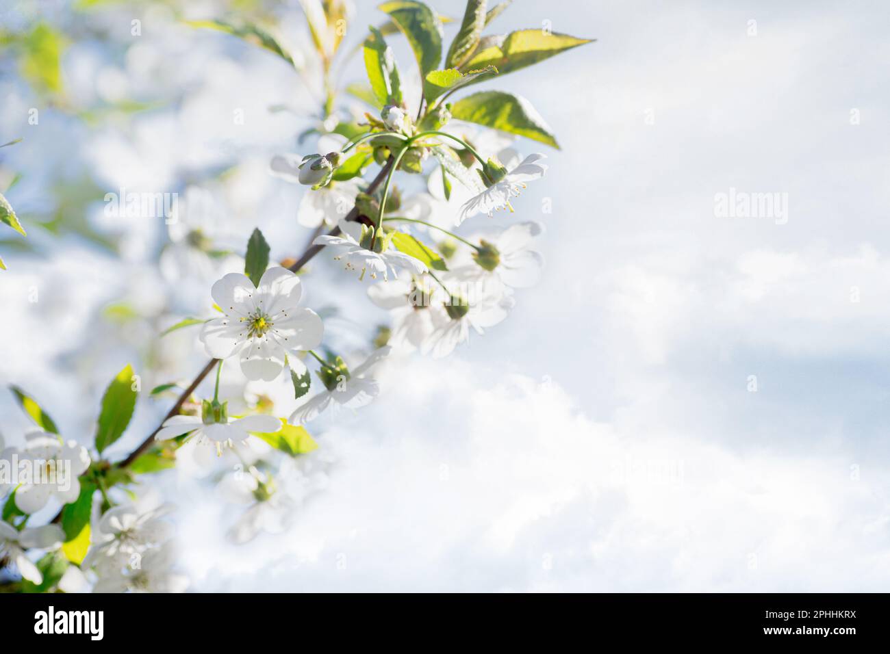 Frühlingssaison und die Geburt eines neuen Lebens. Kirschäste blühen mit weißen Blumen. Makrofoto Stockfoto