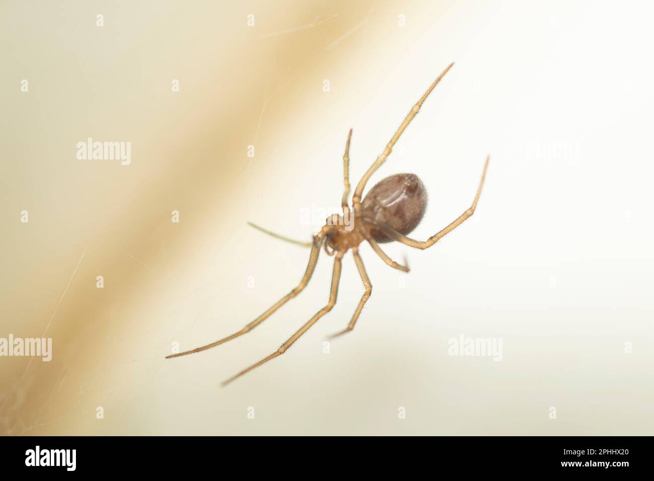 Spider an einer Ecke im Haus Stockfoto