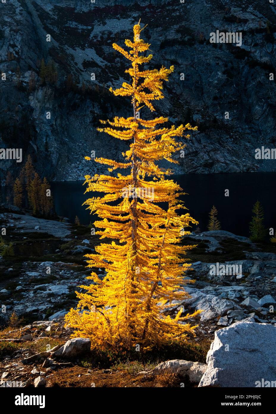 Eine einzelne goldene Larche wird von Sonnenaufgang beleuchtet. North Cascades, Washington Stockfoto