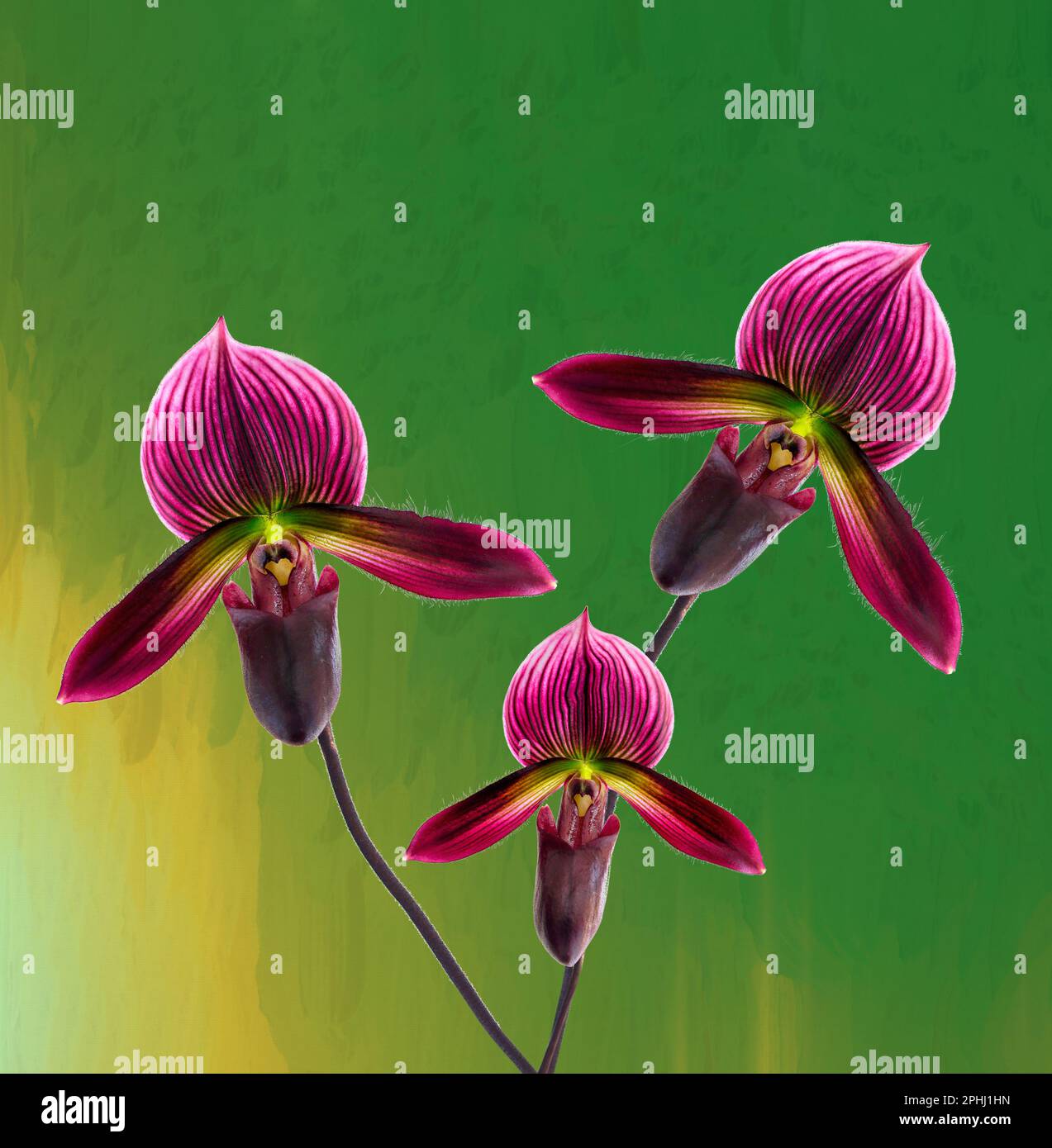 Wunderschöne und seltene Frauenschuhorchidee (paphiopedilum) mit grünem Hintergrund Stockfoto