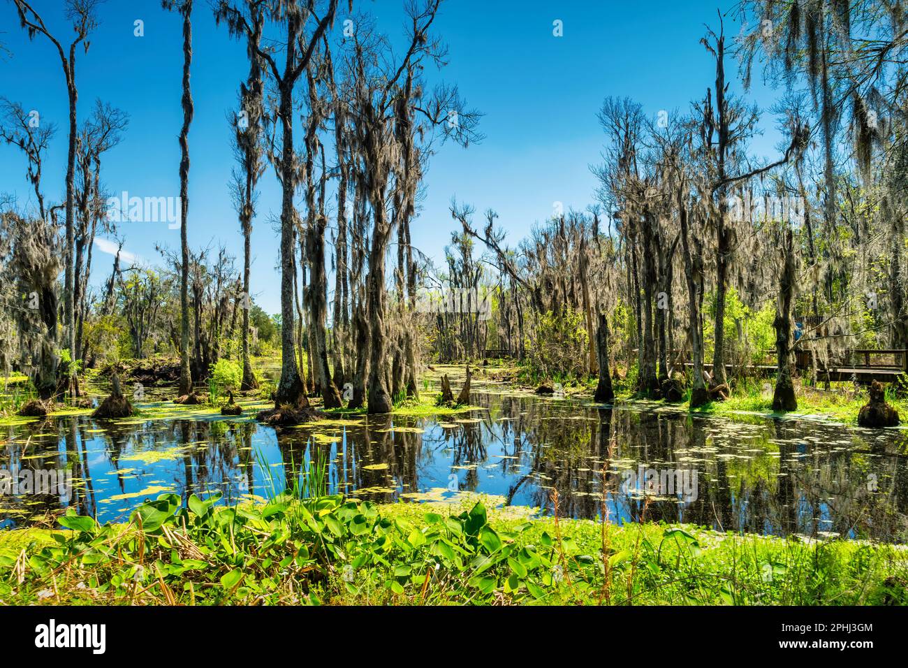 Audubon Swamp Garden auf der Magnolia Plantation in der Nähe von Charleston, South Carolina, USA. Stockfoto