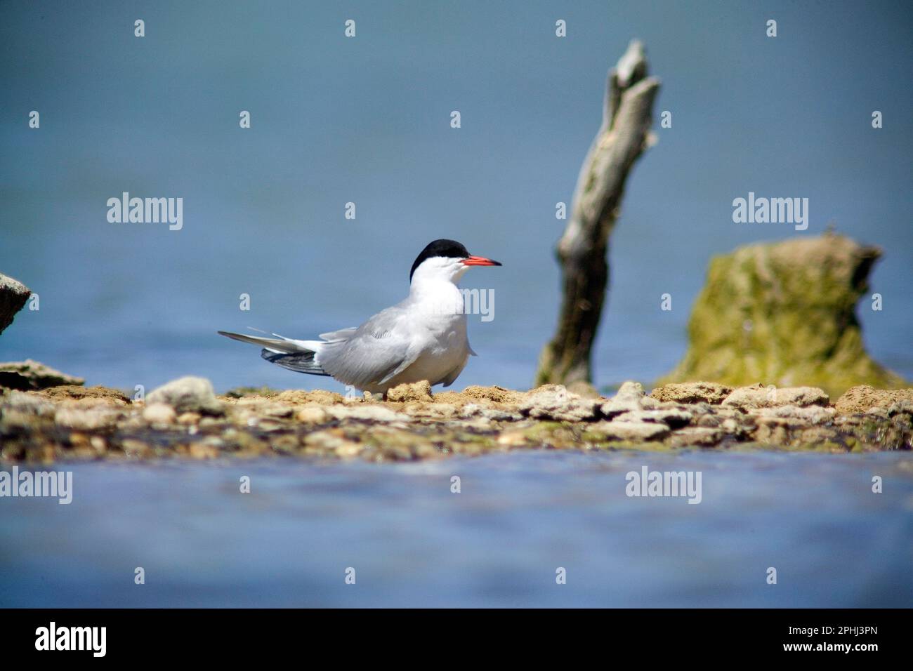 Common Tern, sterna Comune, Stintino, Sardinien, Italien Stockfoto