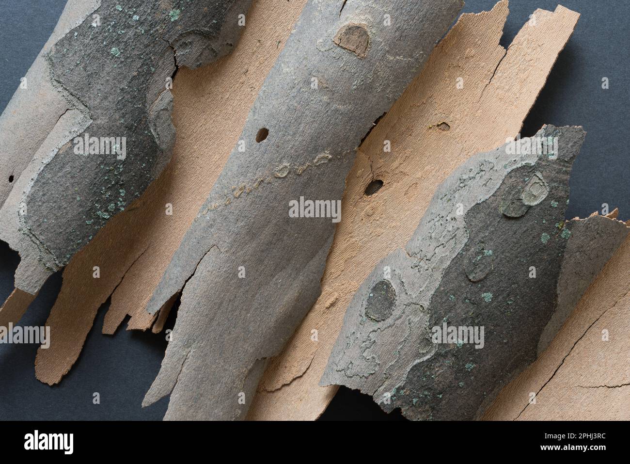 Nahaufnahme verschiedener Stücke Baumrinde - London Flugzeug - (Platanus x hispanica) auf grauem Karton Stockfoto