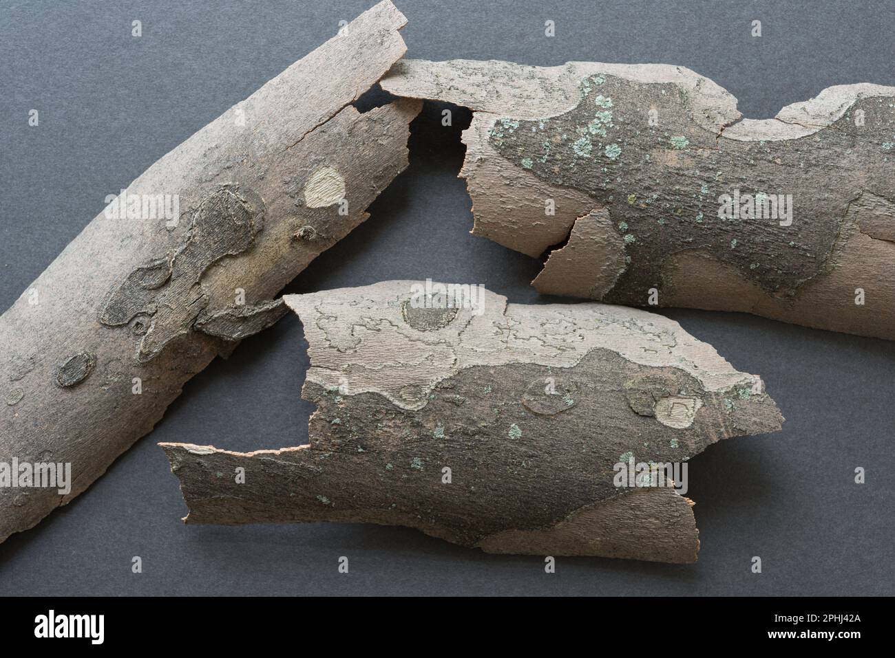Drei Stücke Baumrinde - London-Flugzeug - (Platanus x hispanica) - auf grauem Karton Stockfoto