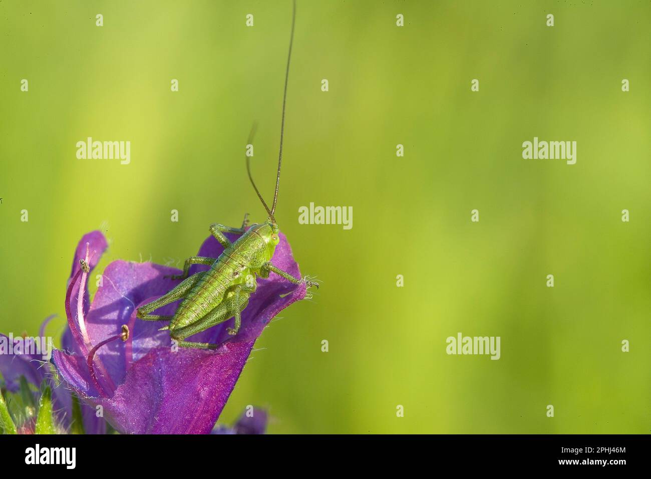 Große Nymphe von Kricket (Tettigonia viridissima) Klettervegetation