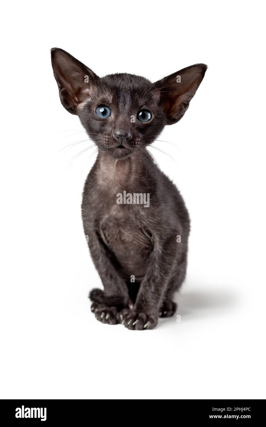 Süßes orientalisches schwarzes Kätzchen, das isoliert auf weißem Hintergrund sitzt. Vertikal, Kopierbereich. Stockfoto