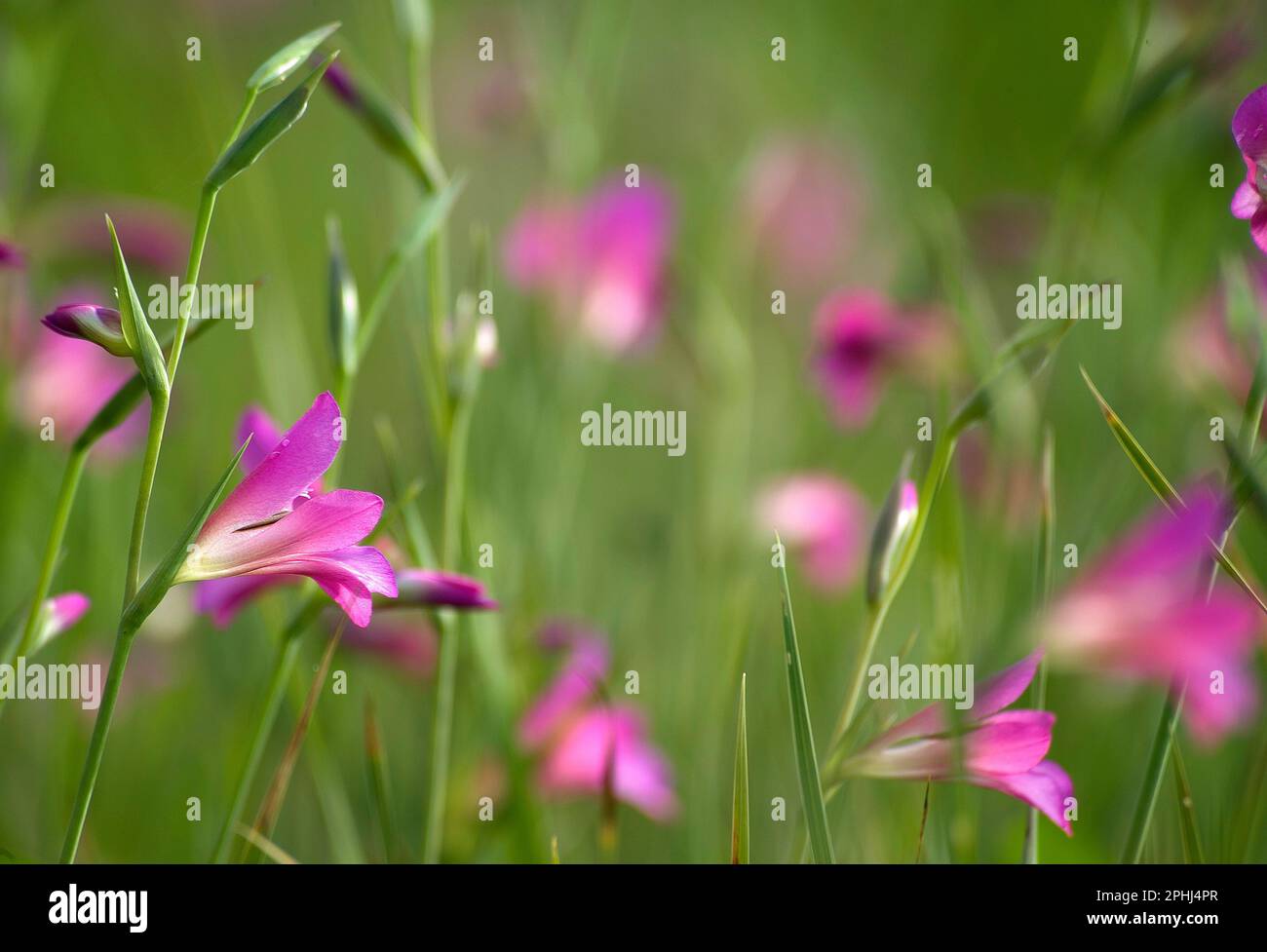 Die hellmagentafarbenen Blüten des harten Gladiolus communis Gladiolo selvatico - (Gladiolus communis L.). Alghero, SS, Sardinien, Italien Stockfoto
