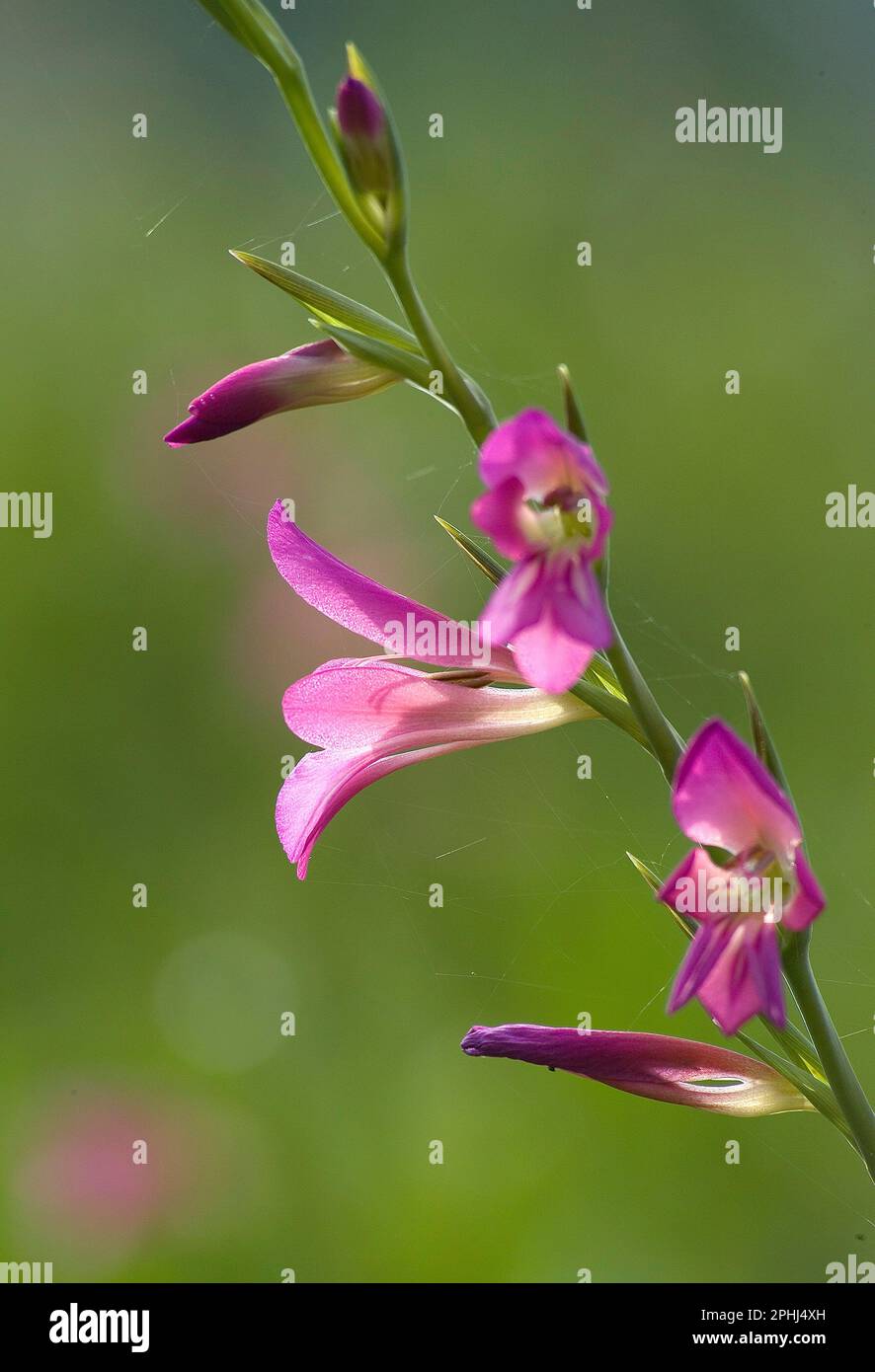 Die hellmagentafarbenen Blüten des harten Gladiolus communis Gladiolo selvatico - (Gladiolus communis L.). Alghero, SS, Sardinien, Italien Stockfoto