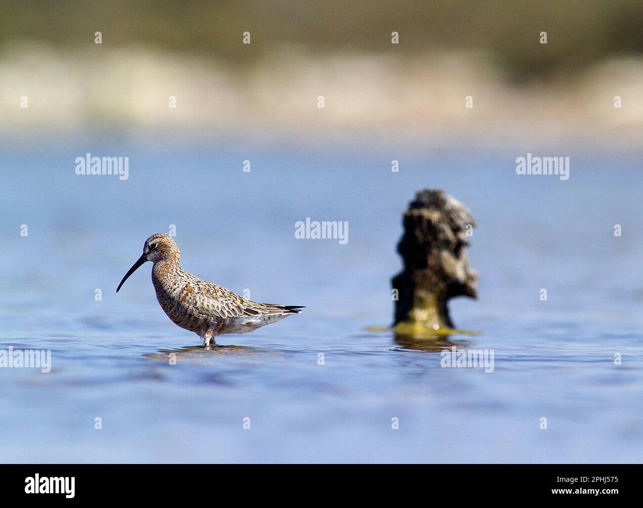 Piovanello Comune - Curlew Sandpiper (Calidris ferruginea). Lagune delle Saline. Stintino. Sassari, Sardegna. Italia Stockfoto