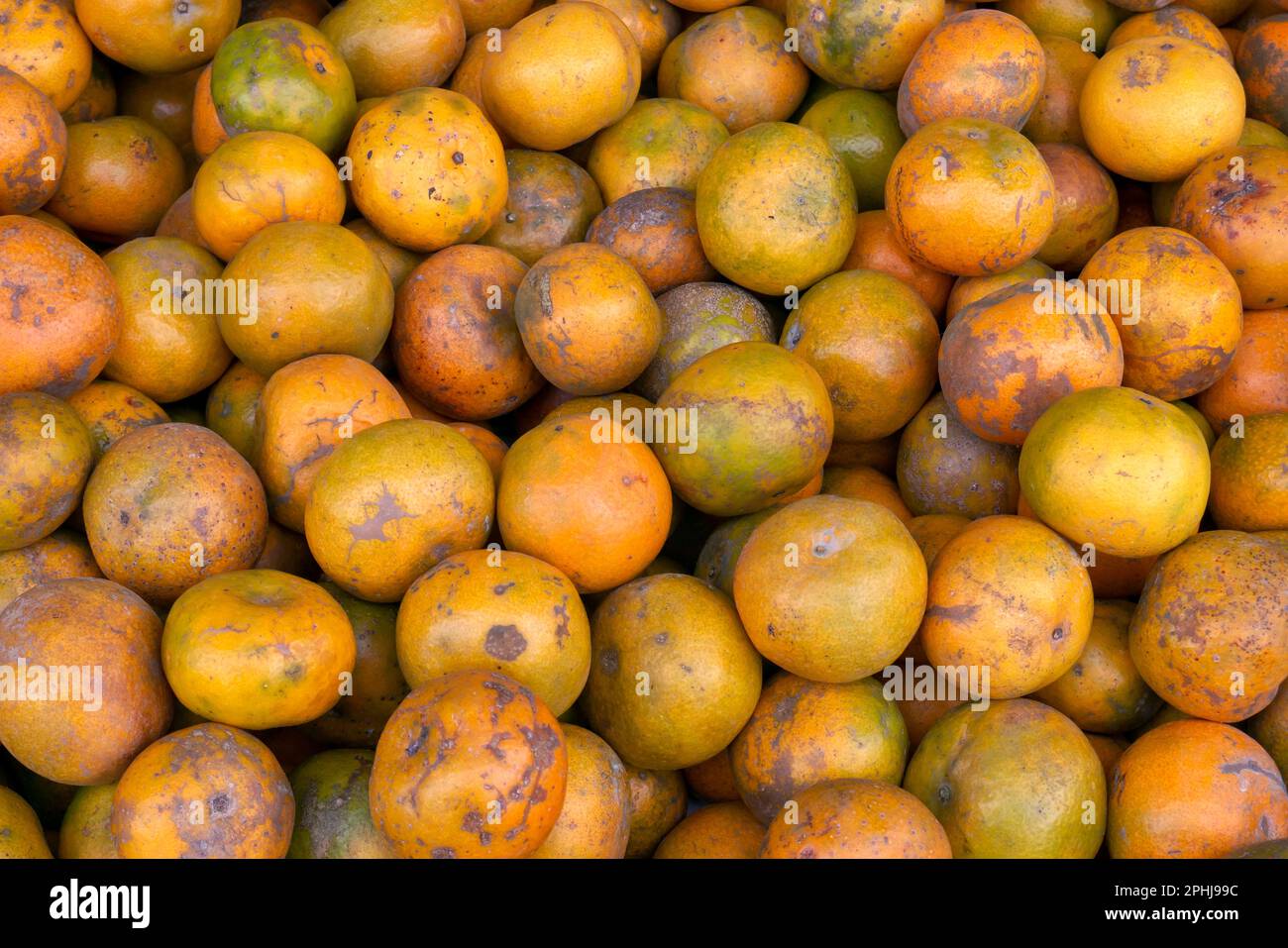 Ein Haufen reifer Orangen im Supermarkt Stockfoto