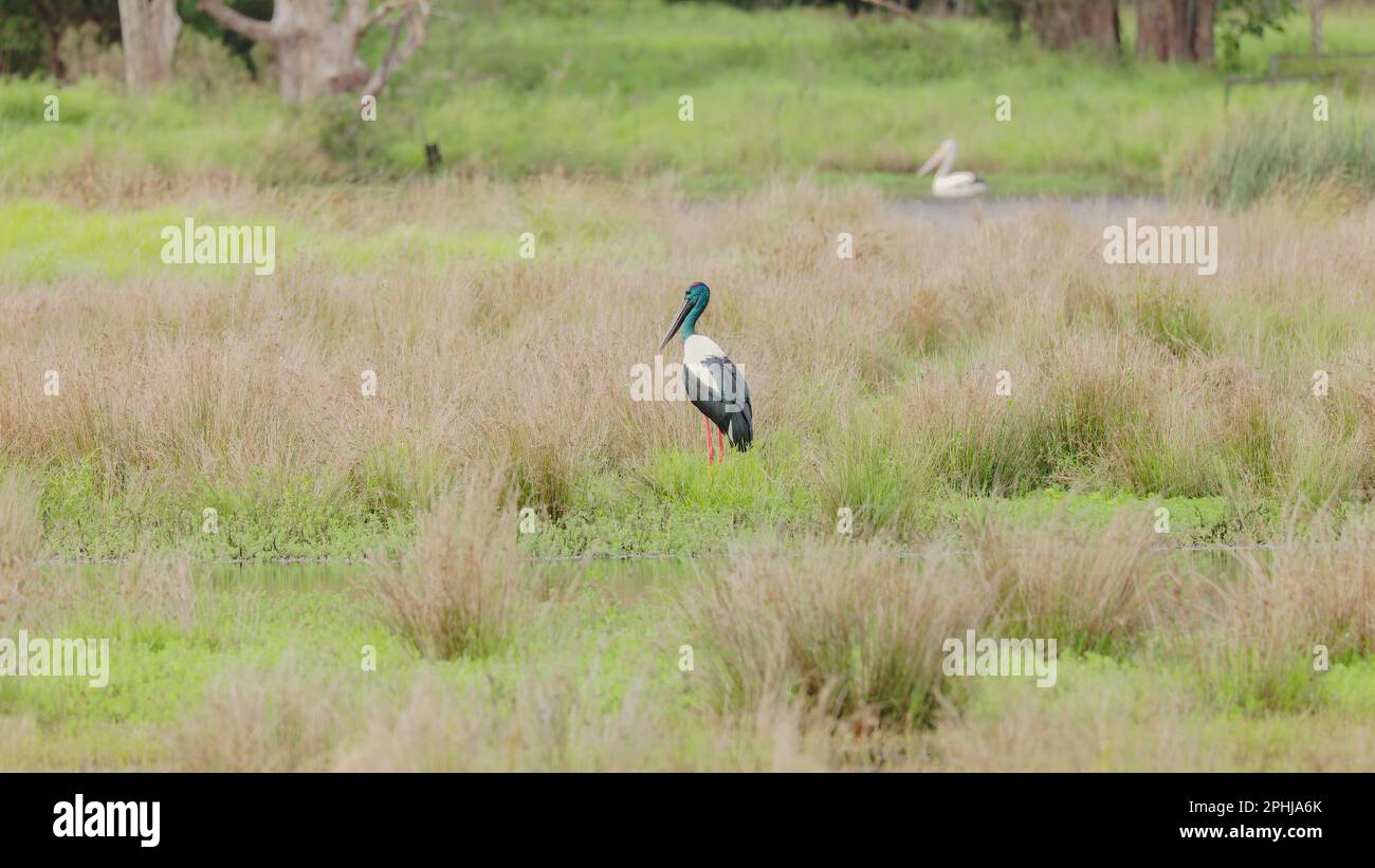 Schwarzhalsstorch und Pelikan in einem Feuchtgebiet Stockfoto