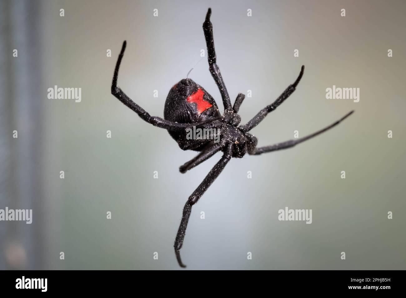 Eine südliche Schwarze Witwe, die an ihren Seidensträngen hängt. Raleigh, North Carolina Stockfoto