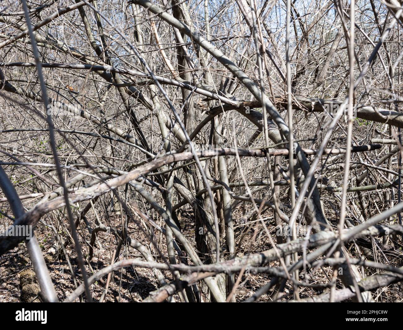 Landschaft des ehemaligen Kohlebergwerks am Rande von Columbia Missouri Stockfoto