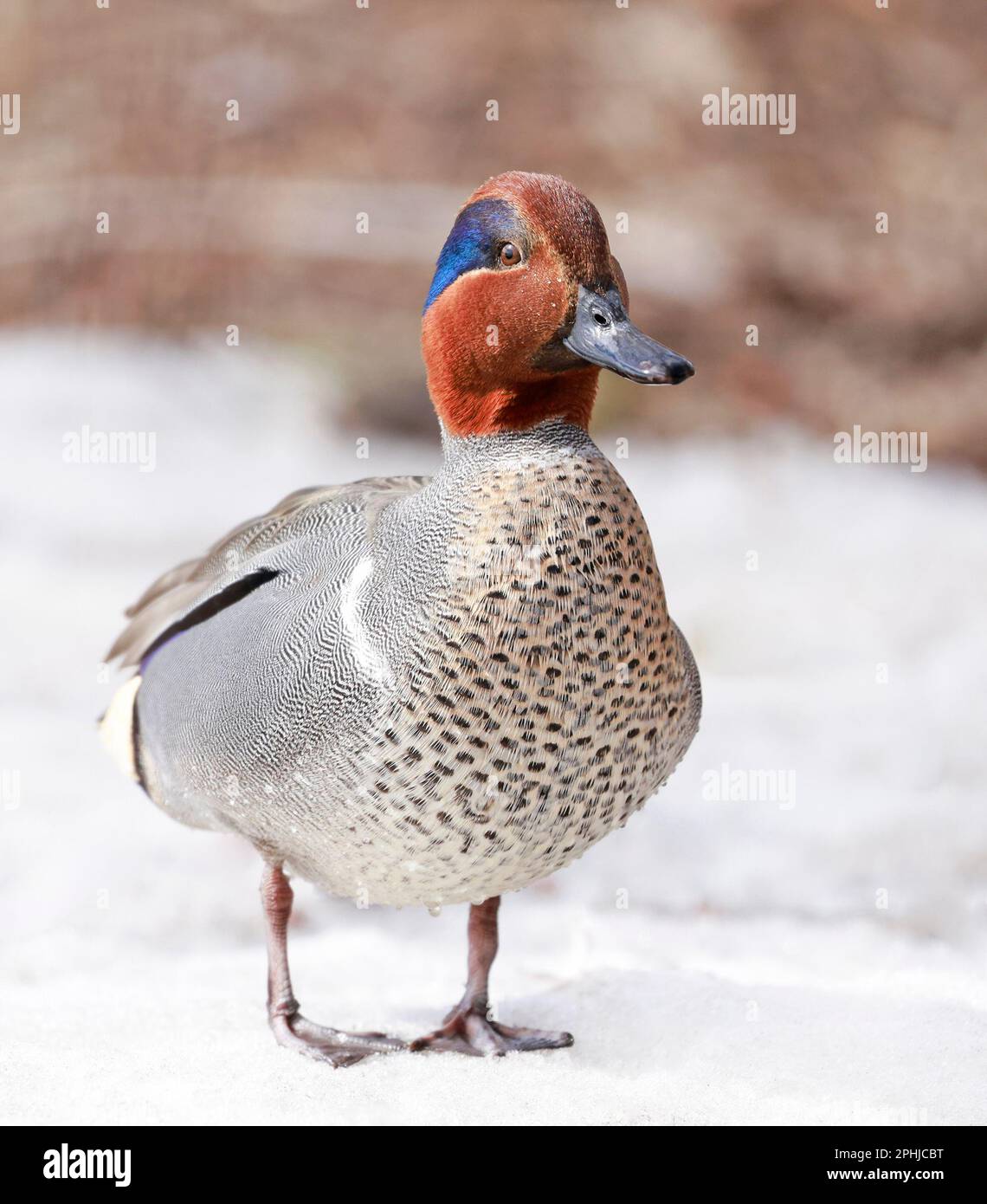 Green-Winged Teal Portrait, Quebec, Kanada Stockfoto