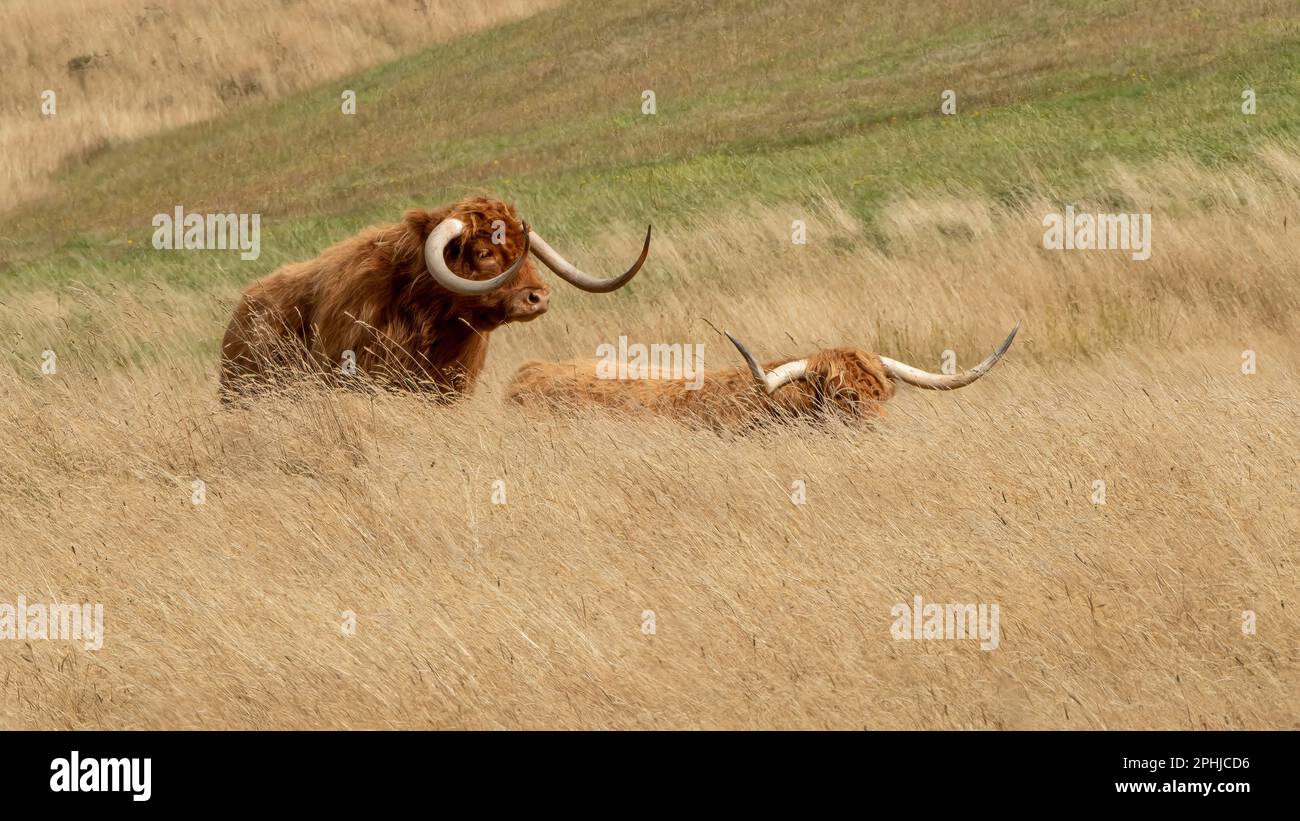 Schottische Hochlandrinder, die durch das lange Gras in den Central Highlands, Tasmanien, wandern. Stockfoto