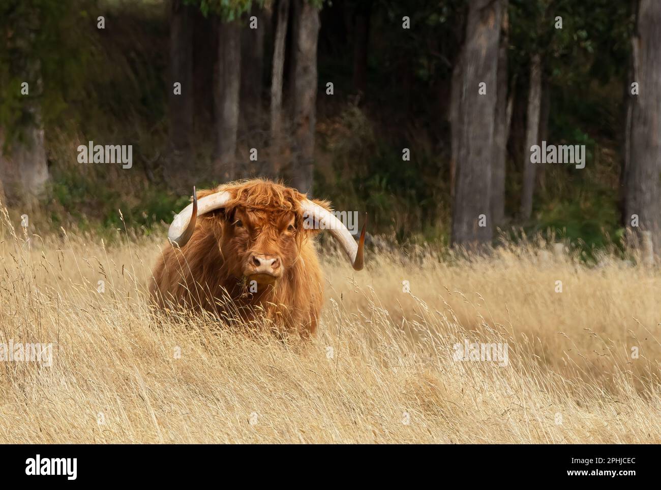 Schottische Highland-Kuh mit Longhorn in einer Koppel im Central Highlands, Tasmanien. Stockfoto