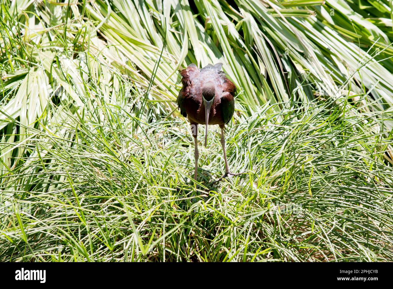 Das Glossy Ibis hat einen markanten langen, nach unten gewölbten Schirm, der olivbraun ist. Die Gesichtshaut ist blau-grau mit einer weißen Linie, die sich ausbreitet Stockfoto