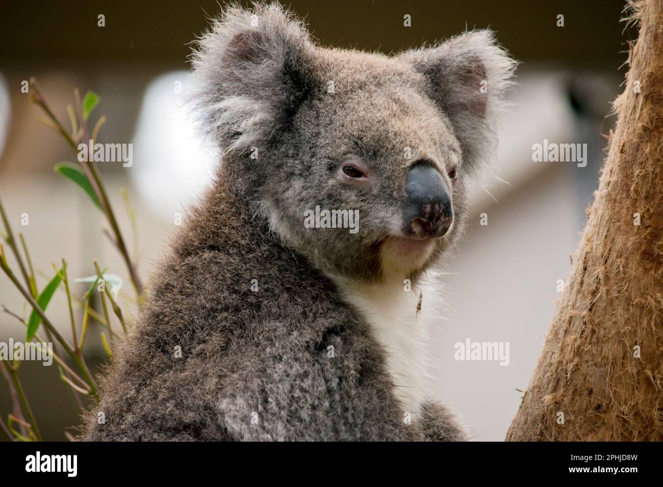 Der Koala hat weiße flauschige Ohren, braune Augen und eine große schwarze Nase Stockfoto