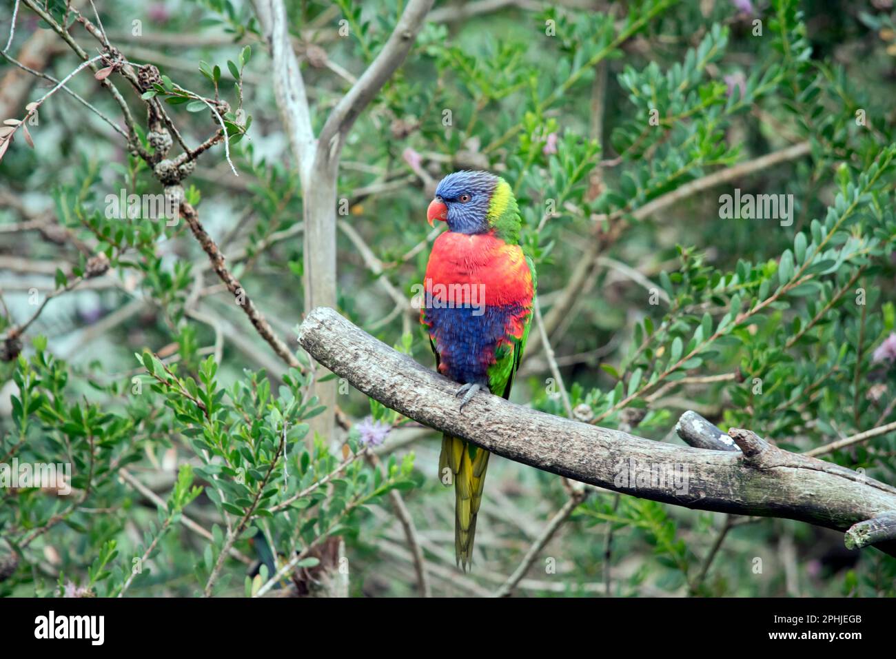 Der Regenbogenlorikeet hat grüne Flügel, einen blauen Kopf, einen orangefarbenen Schnabel und gelb auf der Brust Stockfoto