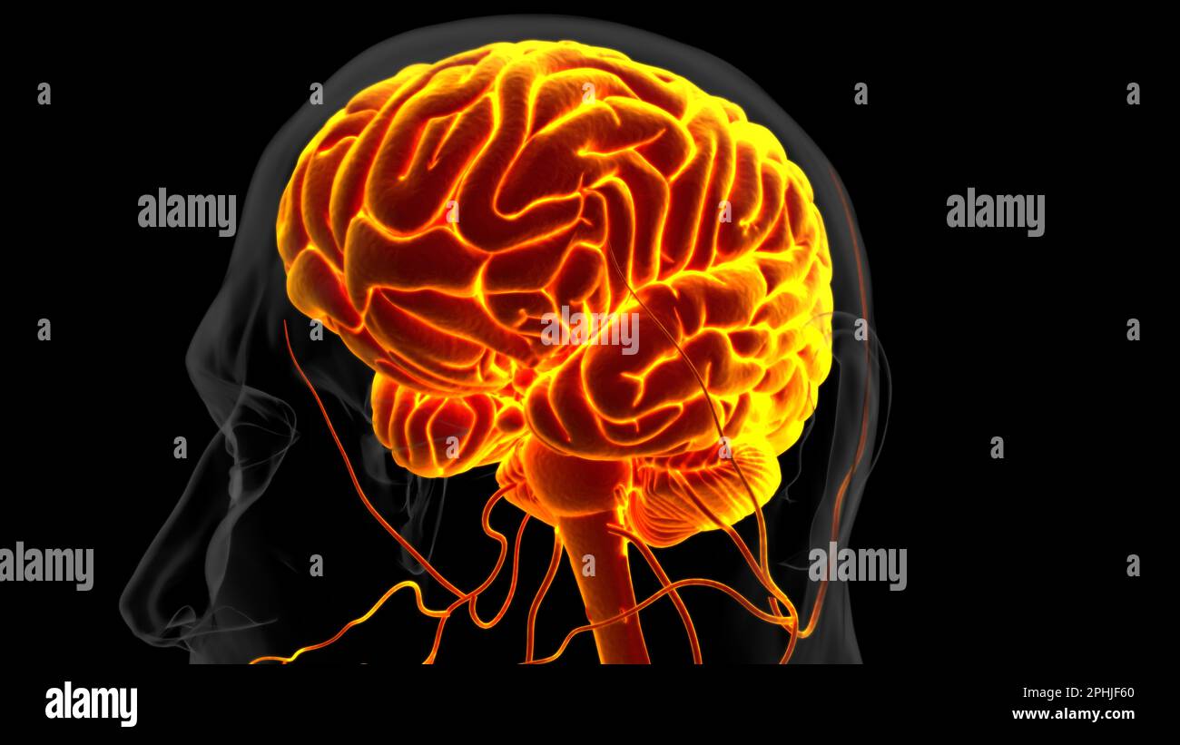 Menschliche Hirnanatomie für die medizinische Konzeptdarstellung 3D Stockfoto