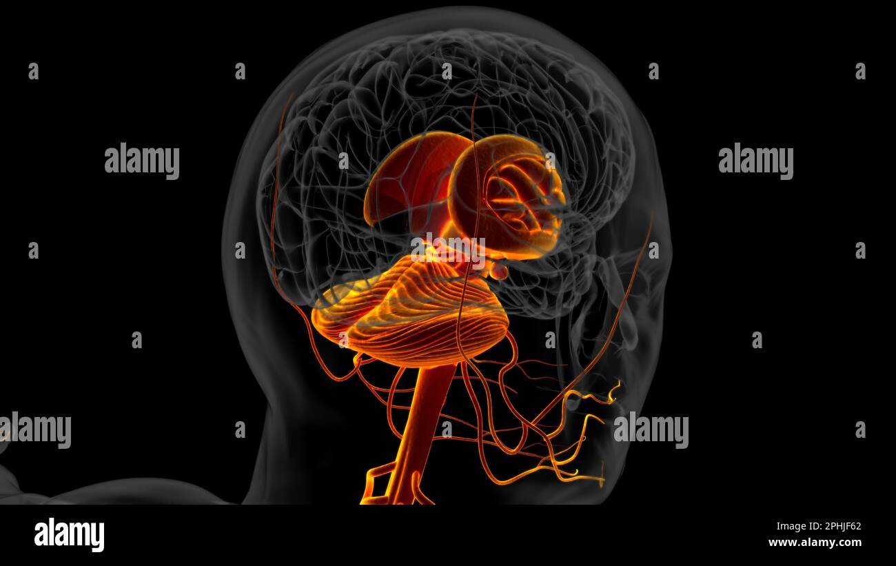 Menschliche Hirnanatomie für die medizinische Konzeptdarstellung 3D Stockfoto