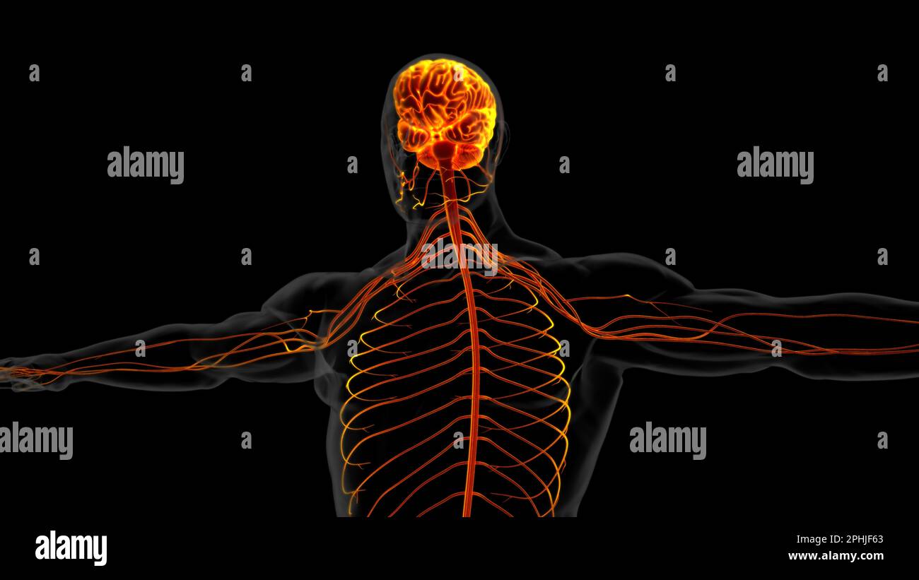 Menschliche Hirnanatomie für die medizinische Konzeptdarstellung 3D Stockfoto