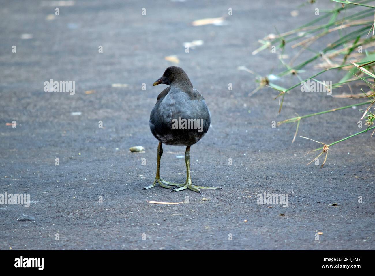 Die tasmanische einheimische Henne ist ein grauer Vogel Stockfoto