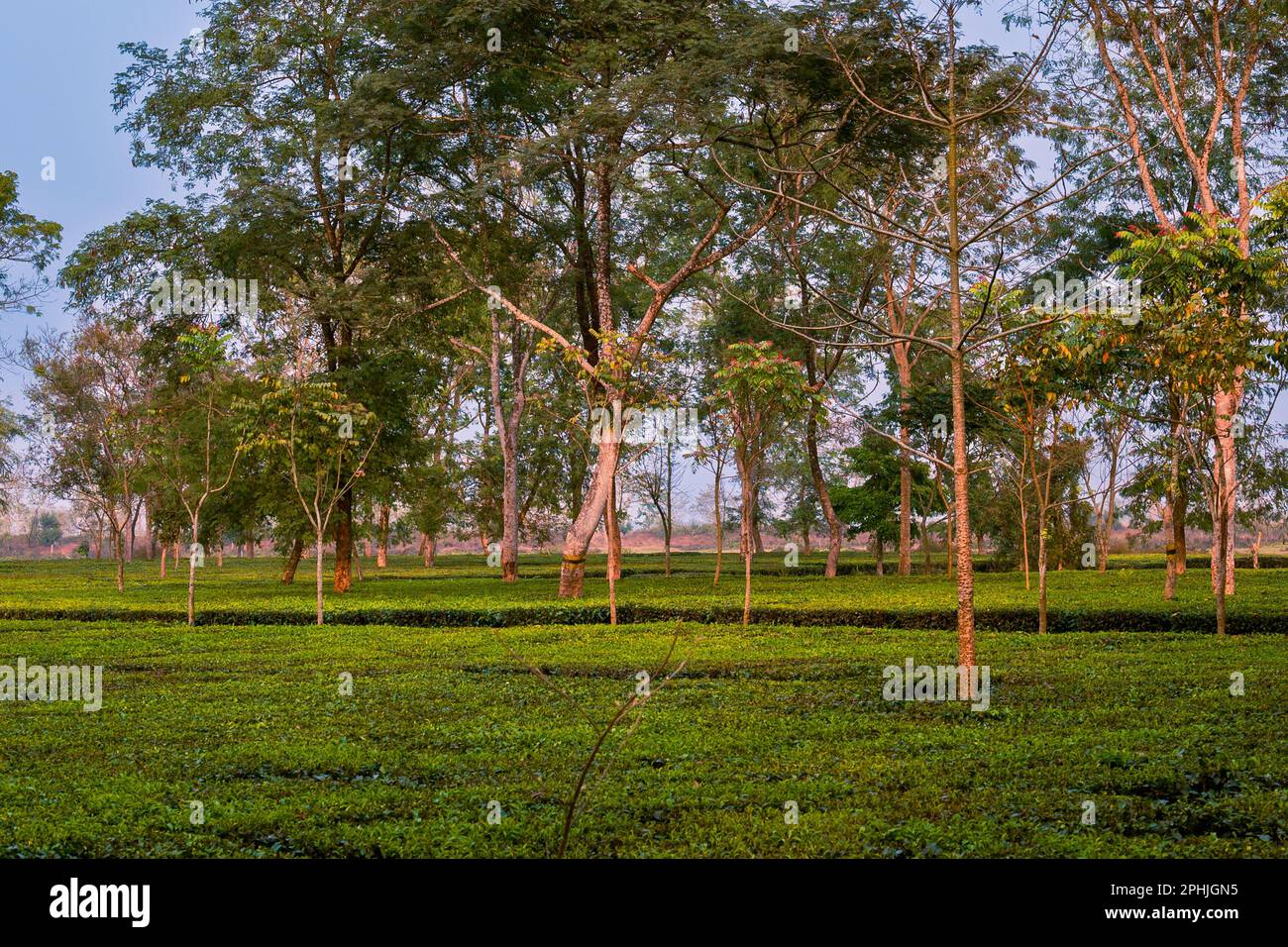 Landschaft mit Bäumen und Teegarten. Samsing, landschaftlich reizvolle Landschaft, grüner Teegarten, Hügel, Wald in der Region Nordbengalen, Siliguri. Indien, Fab. 23 Stockfoto