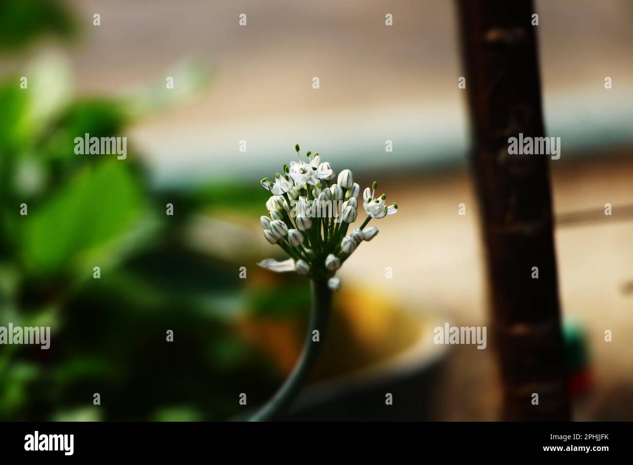 Knoblauch-Schnittlauch Stockfoto