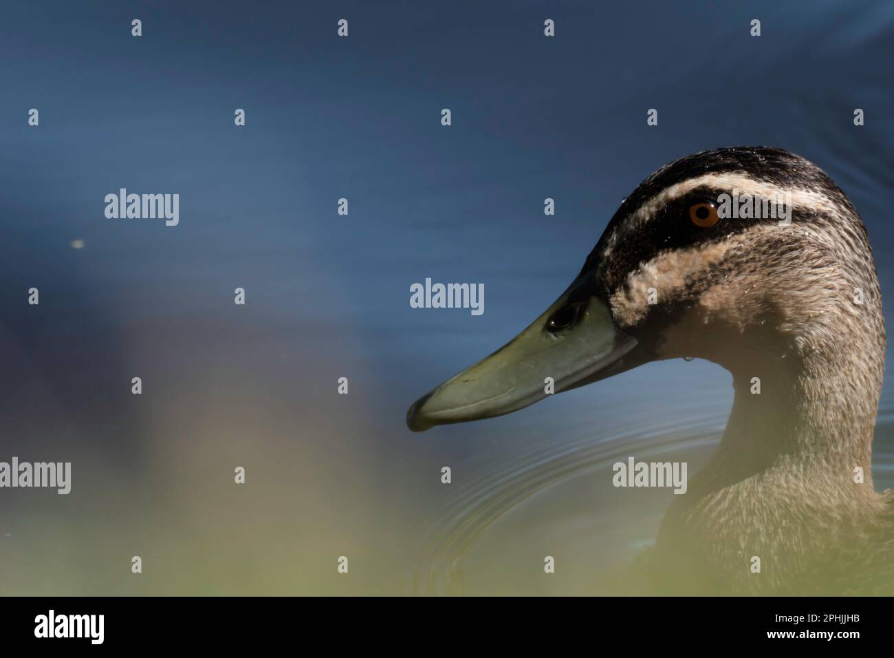 Die Ente schwimmt am Nachmittag Stockfoto