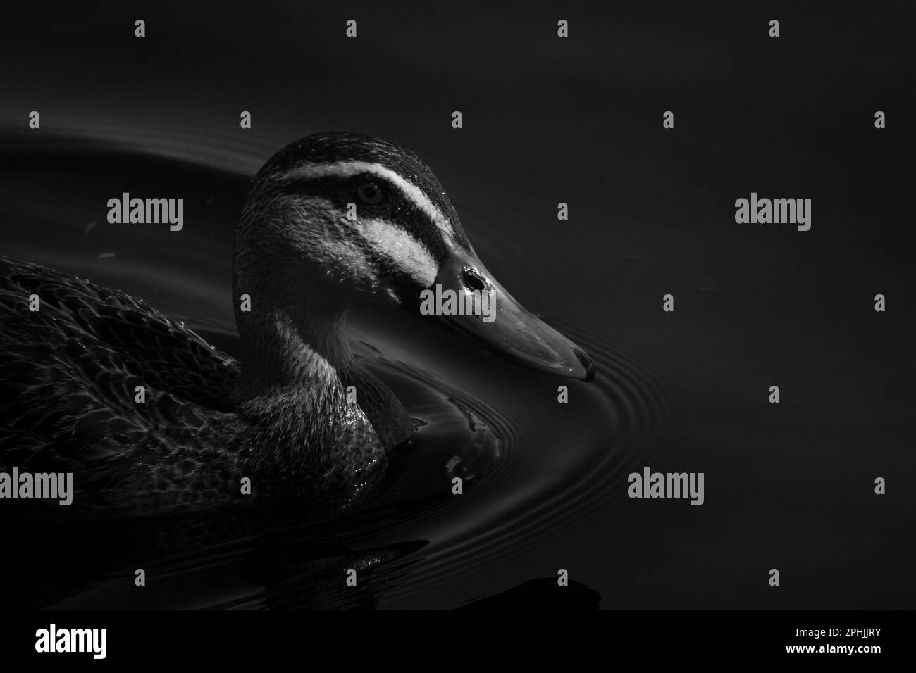 Die Ente schwimmt am Nachmittag Stockfoto