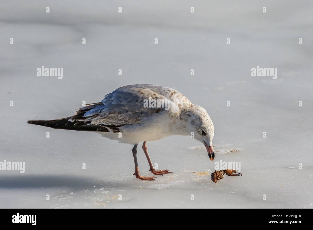 Ringelmöwe (Larus delawarensis) auf einem gefrorenen See mit einem Langusten zum Abendessen Stockfoto