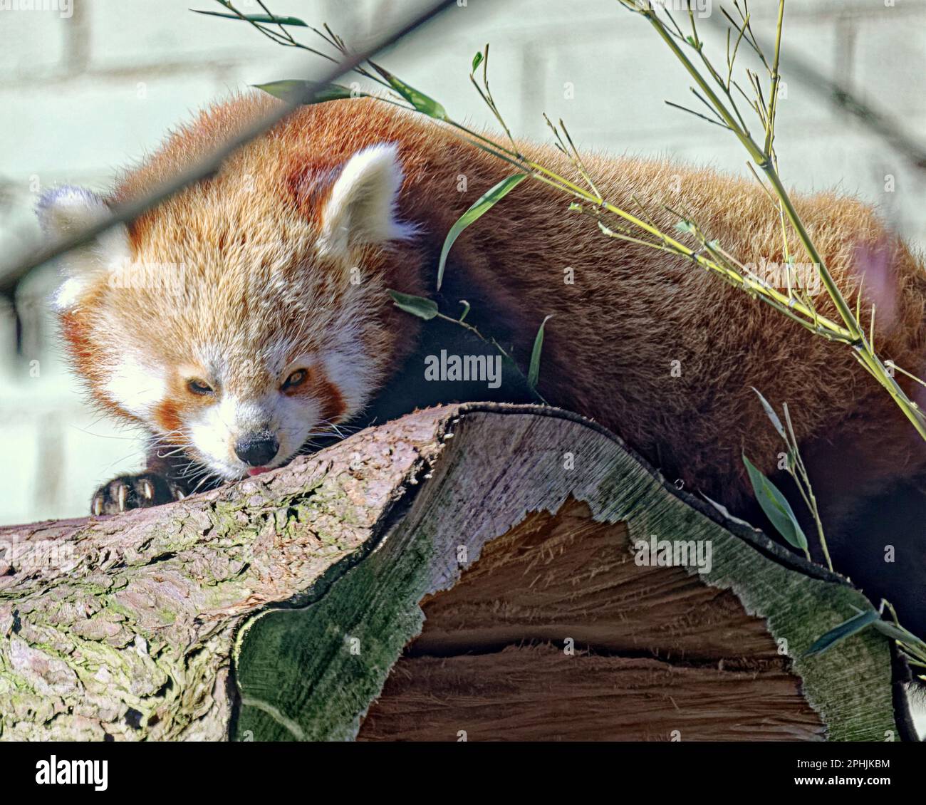 Roter Panda (Ailurus fulgens), auch bekannt als der kleinere Panda, mit Bambus Stockfoto