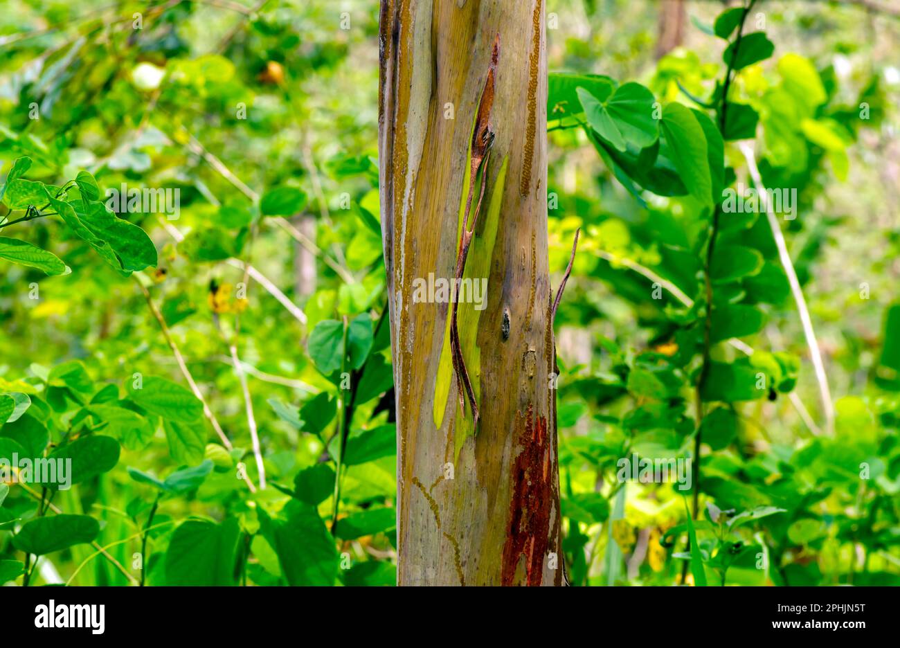 Eukalyptus deglupta oder Regenbogen-Eukalyptusbäume in Gunung Kidul, Yogyakarta, Indonesien Stockfoto