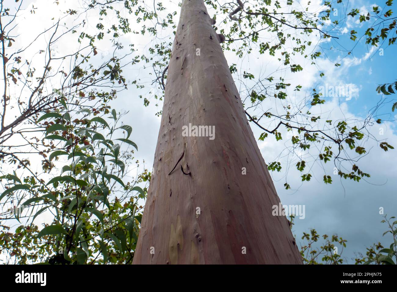 Eukalyptus deglupta oder Regenbogen-Eukalyptusbäume in Gunung Kidul, Yogyakarta, Indonesien Stockfoto
