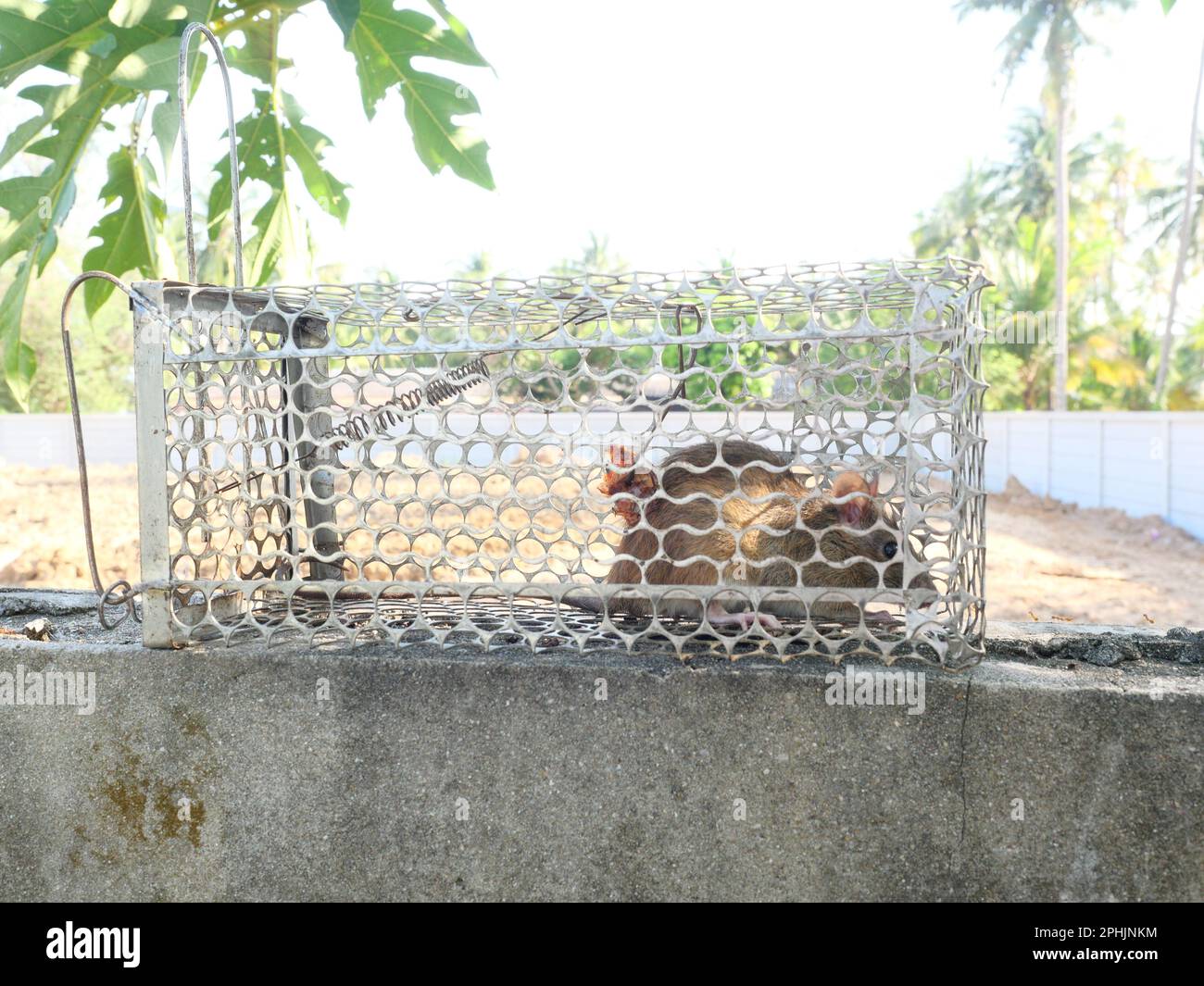 Ratte in Käfig Mausefalle, Maus findet einen Weg aus der Eindämmung, Trapping und Entfernung von Nagetieren, die Schmutz verursachen und können Träger von Krankheit sein Stockfoto