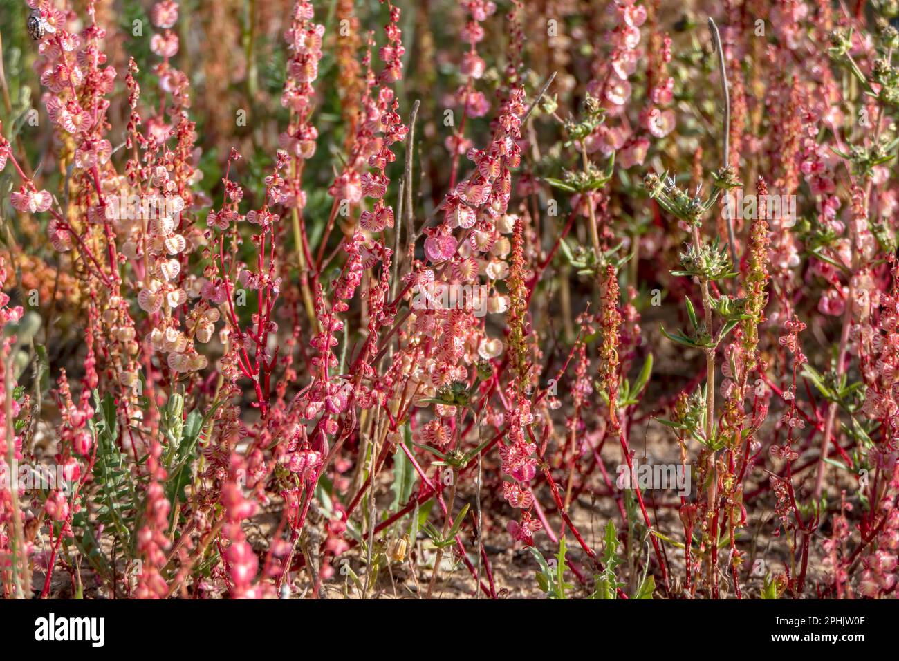 Rosafarbene Blüten eines blühenden Schafs Sorrel Rumex Acetosella Nahaufnahme Stockfoto