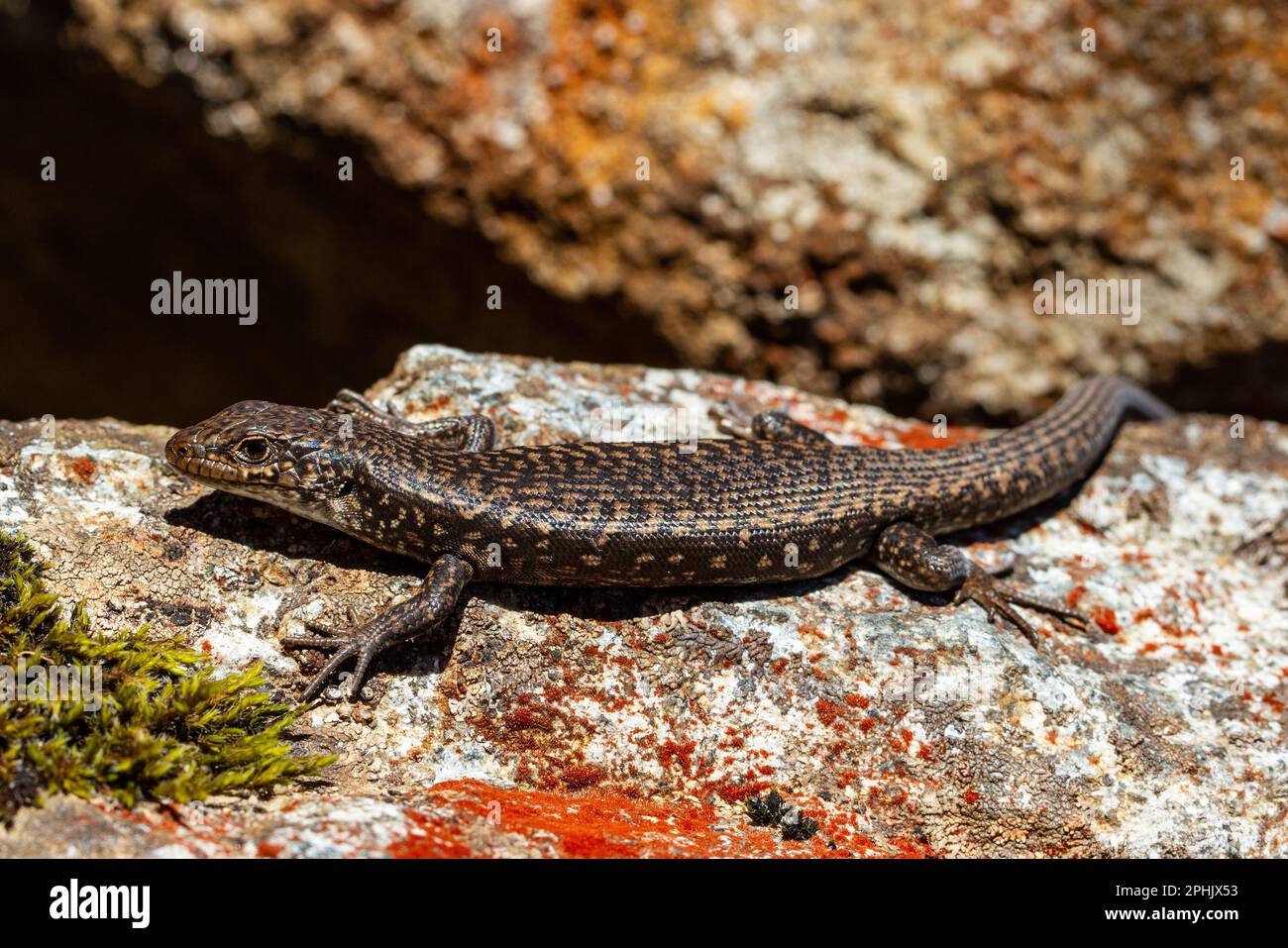 Tasmanischer okellierter Skink, der sich auf Flechten-bedecktem Fels sonnt Stockfoto