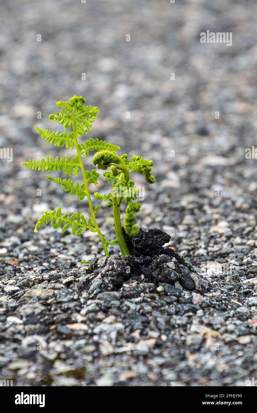 Farn Plant durchbricht Asphalt, Lewis, Isle of Lewis, Hebriden, Äußere Hebriden, Westliche Inseln, Schottland, Vereinigtes Königreich, Großbritannien Stockfoto