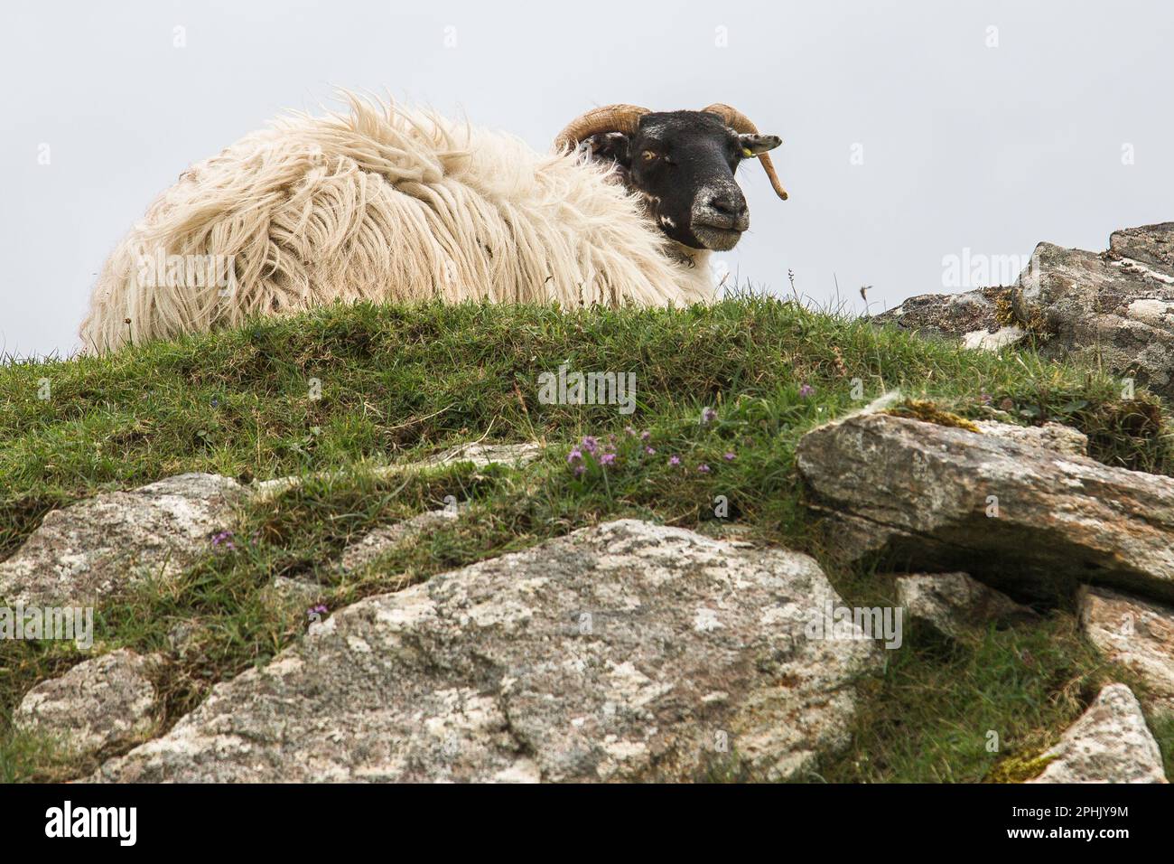 Schafe auf Rocky Cliff, die direkt auf die Kamera schauen, Lewis, Isle of Lewis, Hebriden, Äußere Hebriden, Western Isles, Schottland, Vereinigtes Königreich Stockfoto