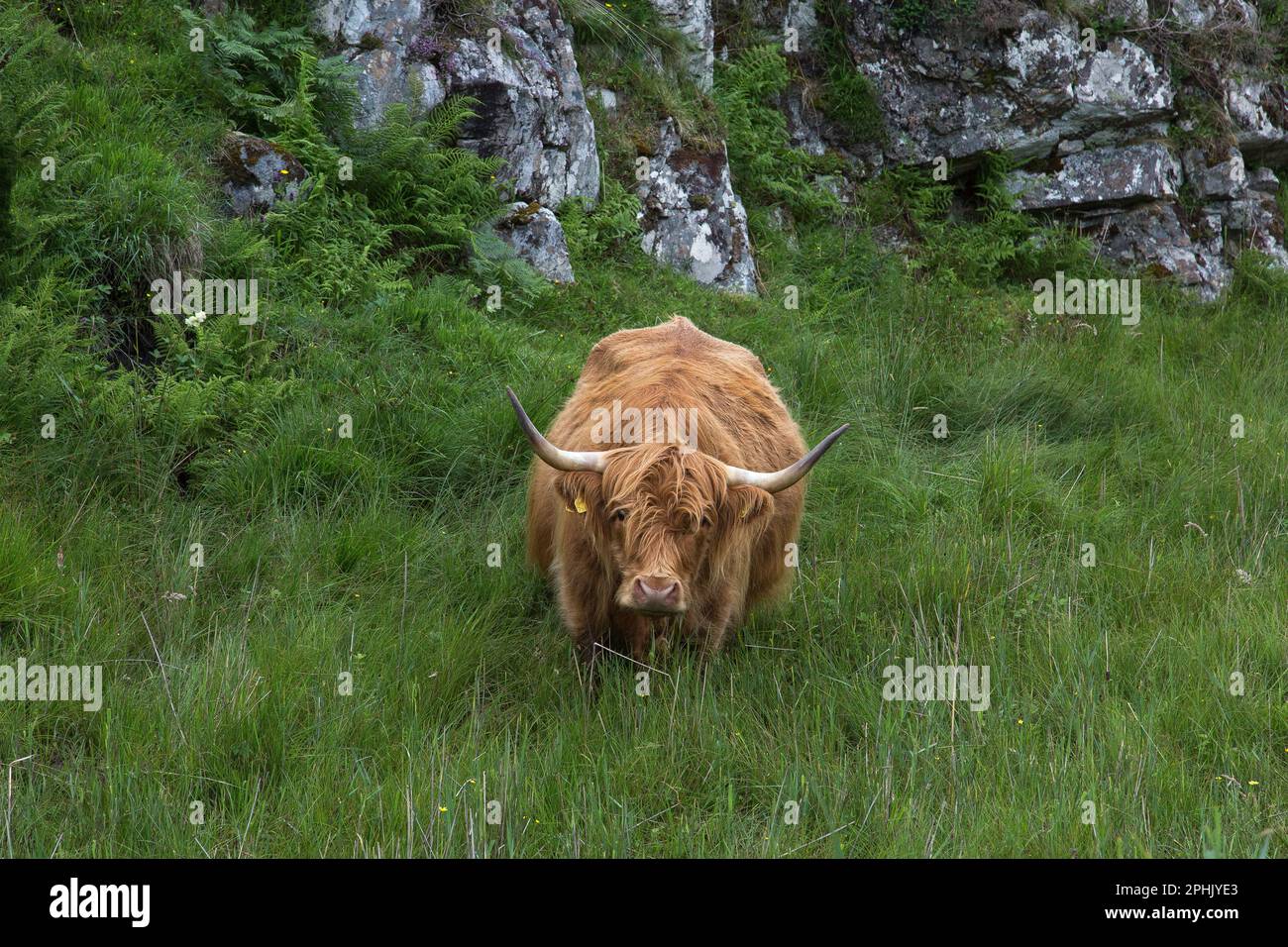 Schottische Hochlandrinder auf hoher Grasfläche, Lewis, Isle of Lewis, Hebriden, Äußeren Hebriden, Westliche Inseln, Schottland, Vereinigtes Königreich, Großbritannien Stockfoto